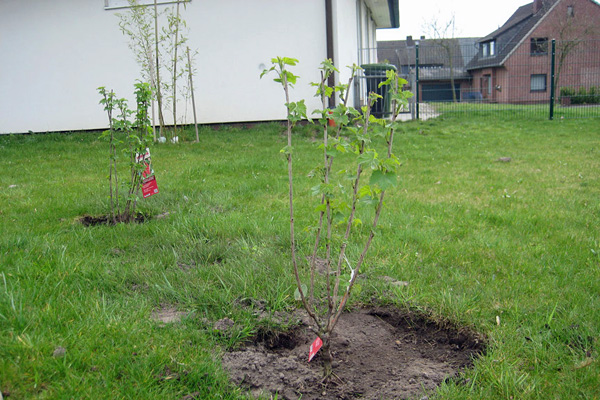 Pflanzaktion im Schulgarten